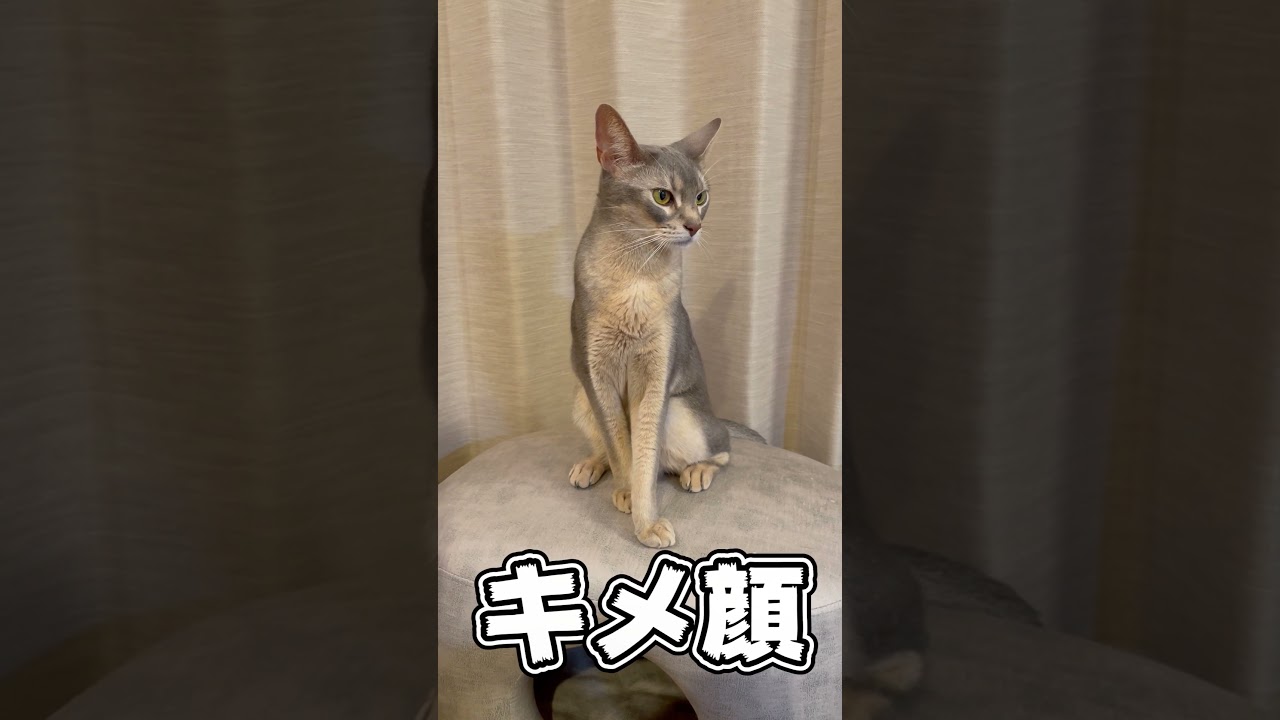 クセの強い座り方をする猫！ A cat with a strong habit of sitting! #shorts