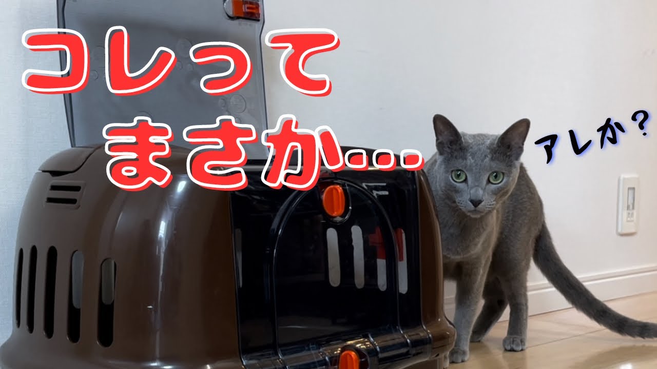 覚えてるで。。ワクチン接種に行く乗り物ですやん…【ロシアンブルー】