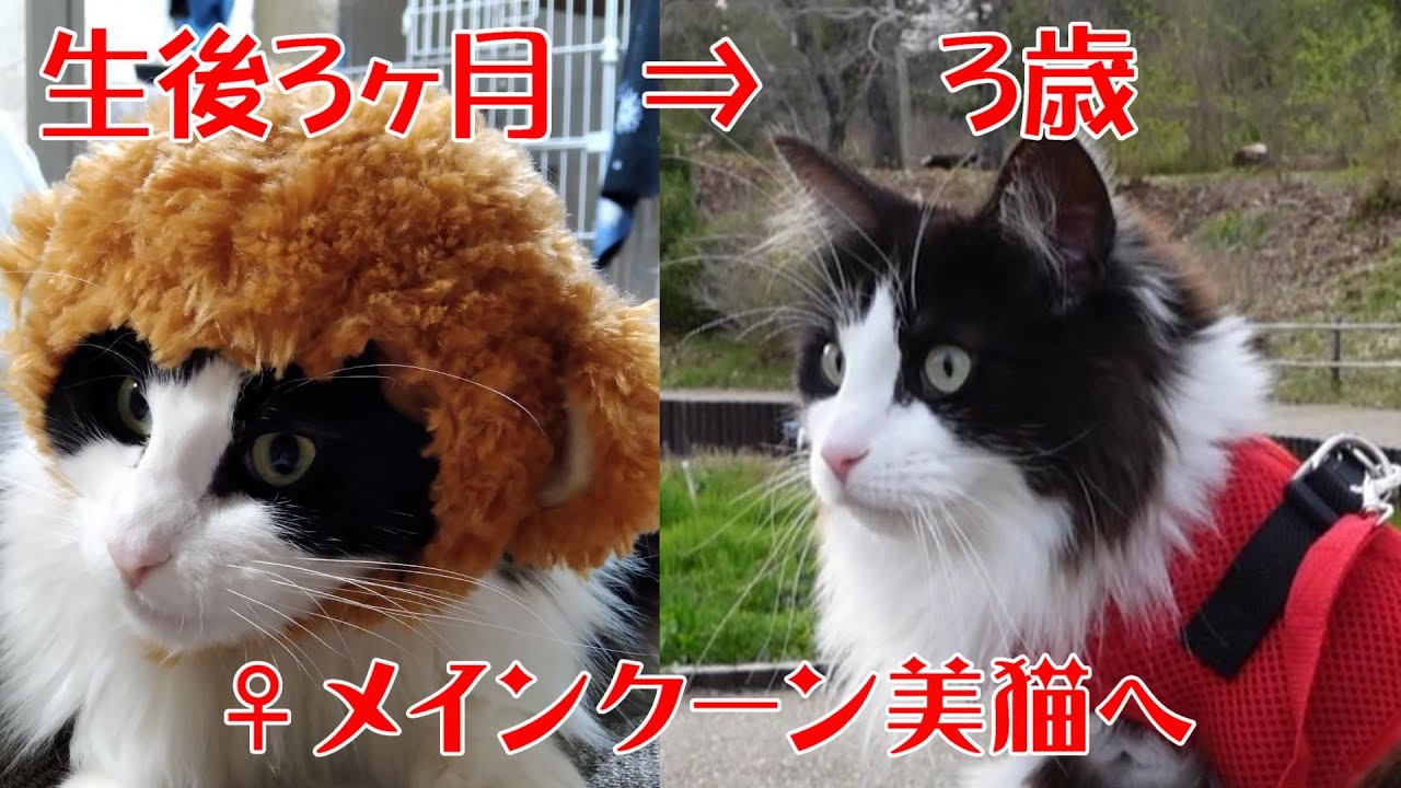 ♀メインクーンの成長記録（生後3ヶ月から3歳まで）