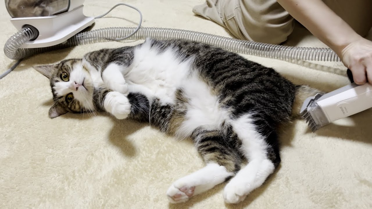 ついでにお尻の毛を刈られてしまう猫