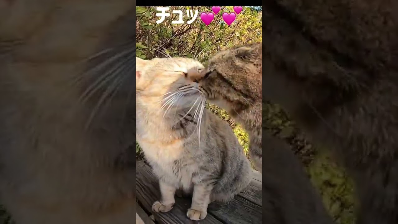 野良猫動画 捨て猫姉妹のチュッ💕 Japanese cats #shorts