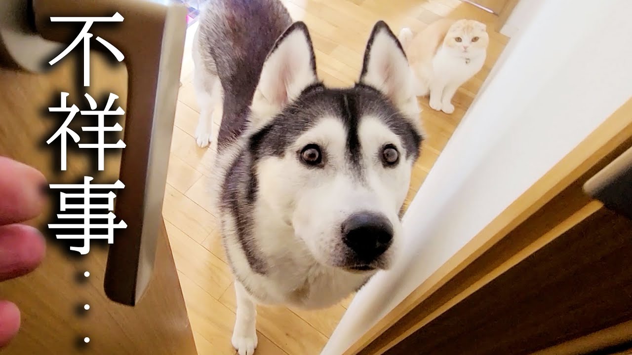 不祥事で子猫と犬に呼び出されました...