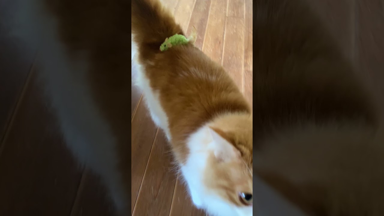 猫にしがみついて落ちないネズミ【ノルウェージャンフォレストキャット】 #shorts