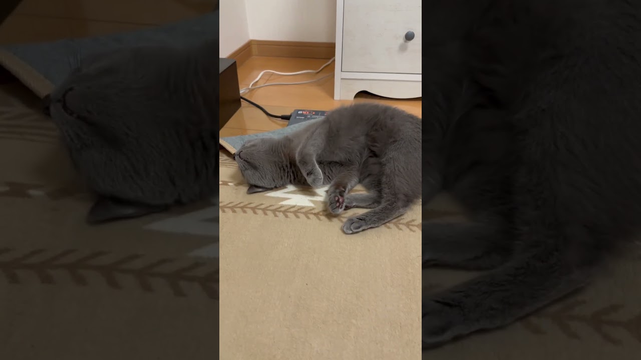 大好きな海老さん🦐にウットリする猫（ロシアンブルー）#shorts