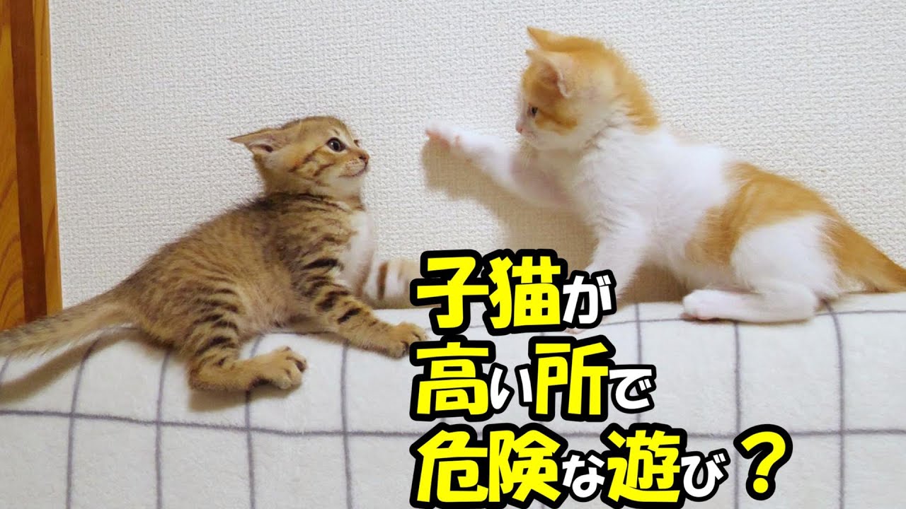 ふたりボッチの子猫がソファーの背もたれの上で叩いて被ってじゃんけんポン？【赤ちゃん猫　保護猫】