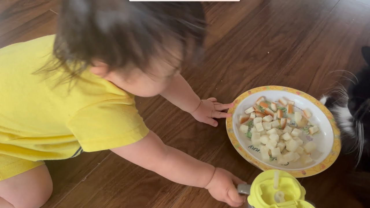 赤ちゃんからのまさかのパンのプレゼントに困惑しながらも食べる猫　ラガマフィン　Cat eating bread given by baby