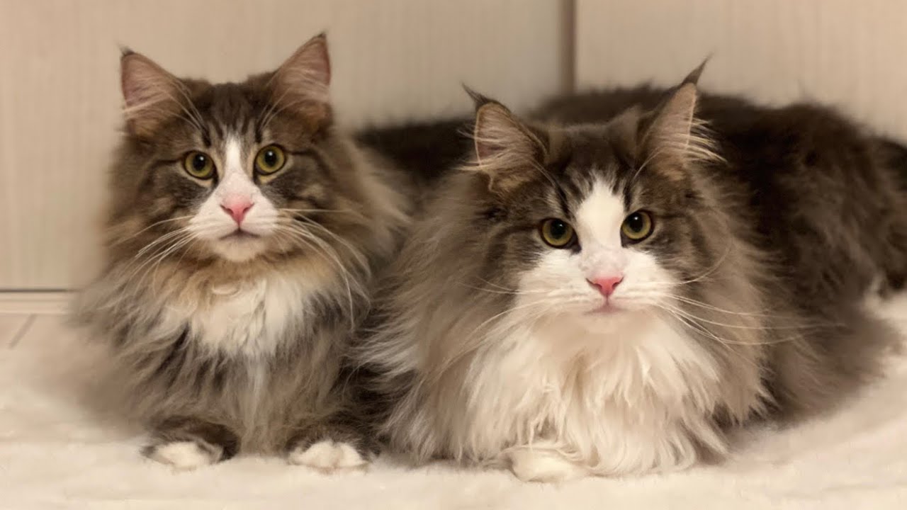 【兄弟♡】元気に仲良く遊びまくる‼︎ノルウェージャンフォレストキャット❤️