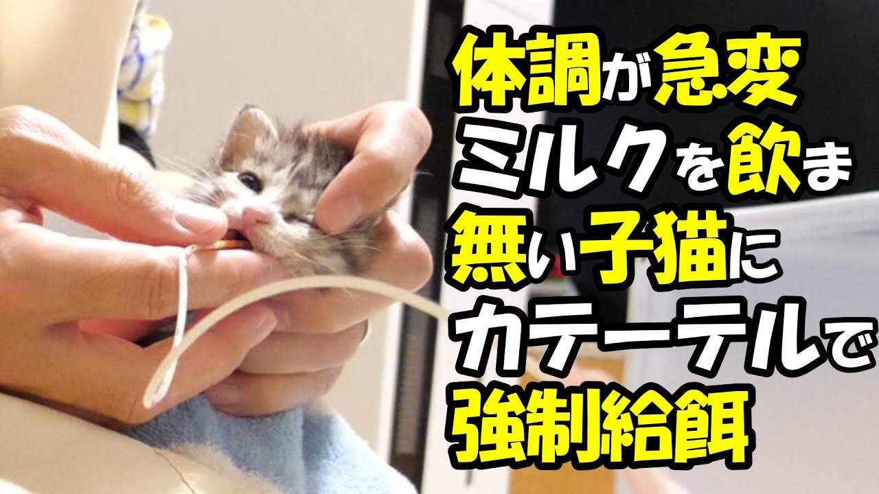 子猫の体調が急変してしまう。ミルクを飲めなくなったのでカテーテルで強制給餌【赤ちゃん猫　保護猫】
