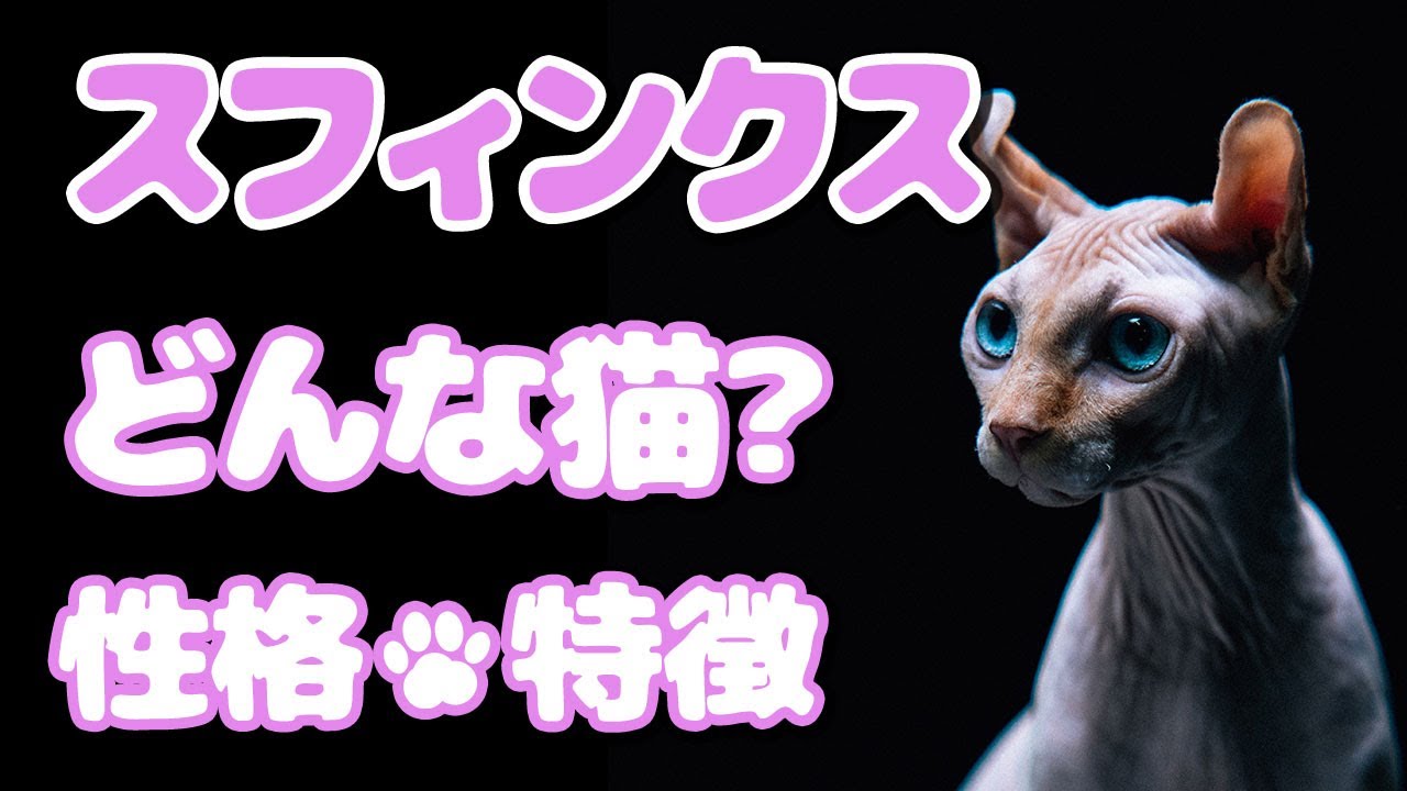 スフィンクスってどんな猫？😻まるで宇宙人みたい！？🙀猫の飼い方・特徴まとめ