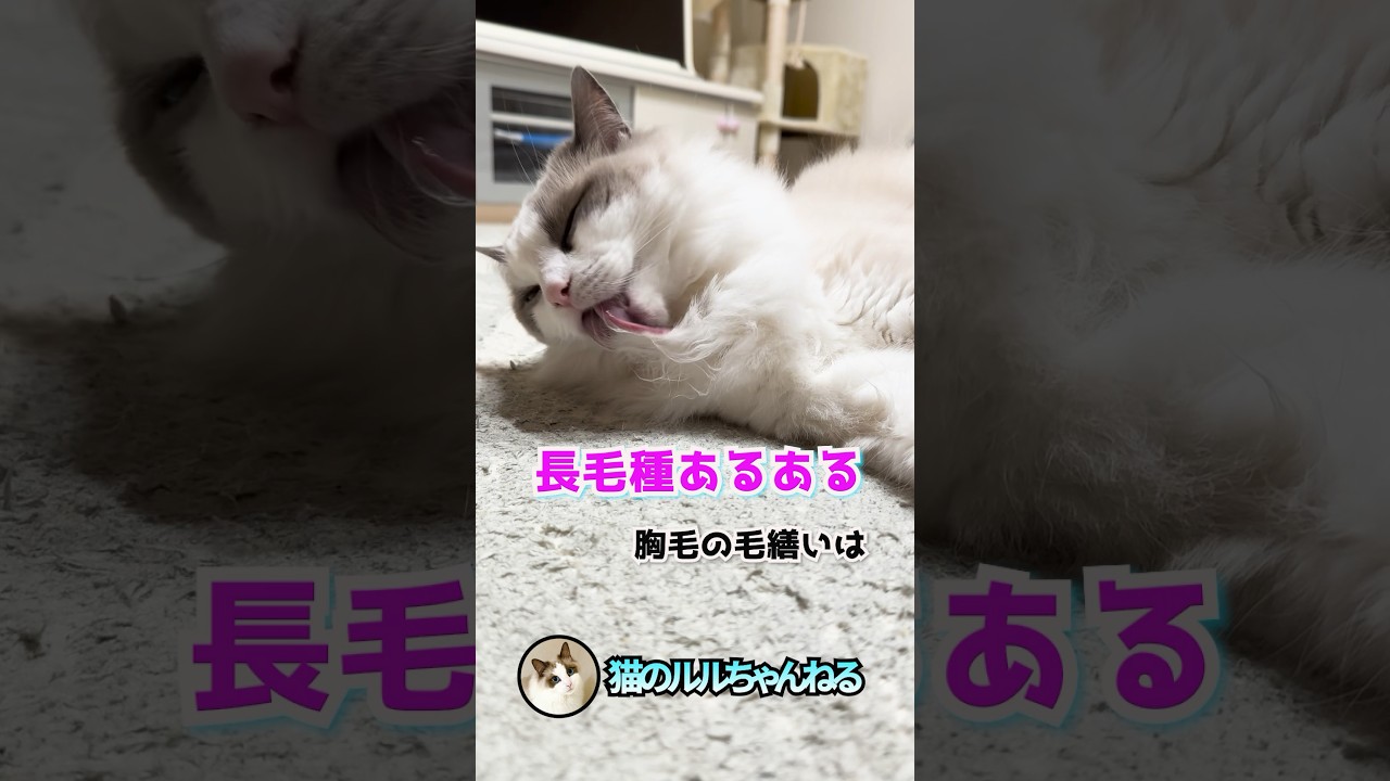 長毛種猫のあるある言うよ② #ラグドール #ragdoll #猫 #あるある