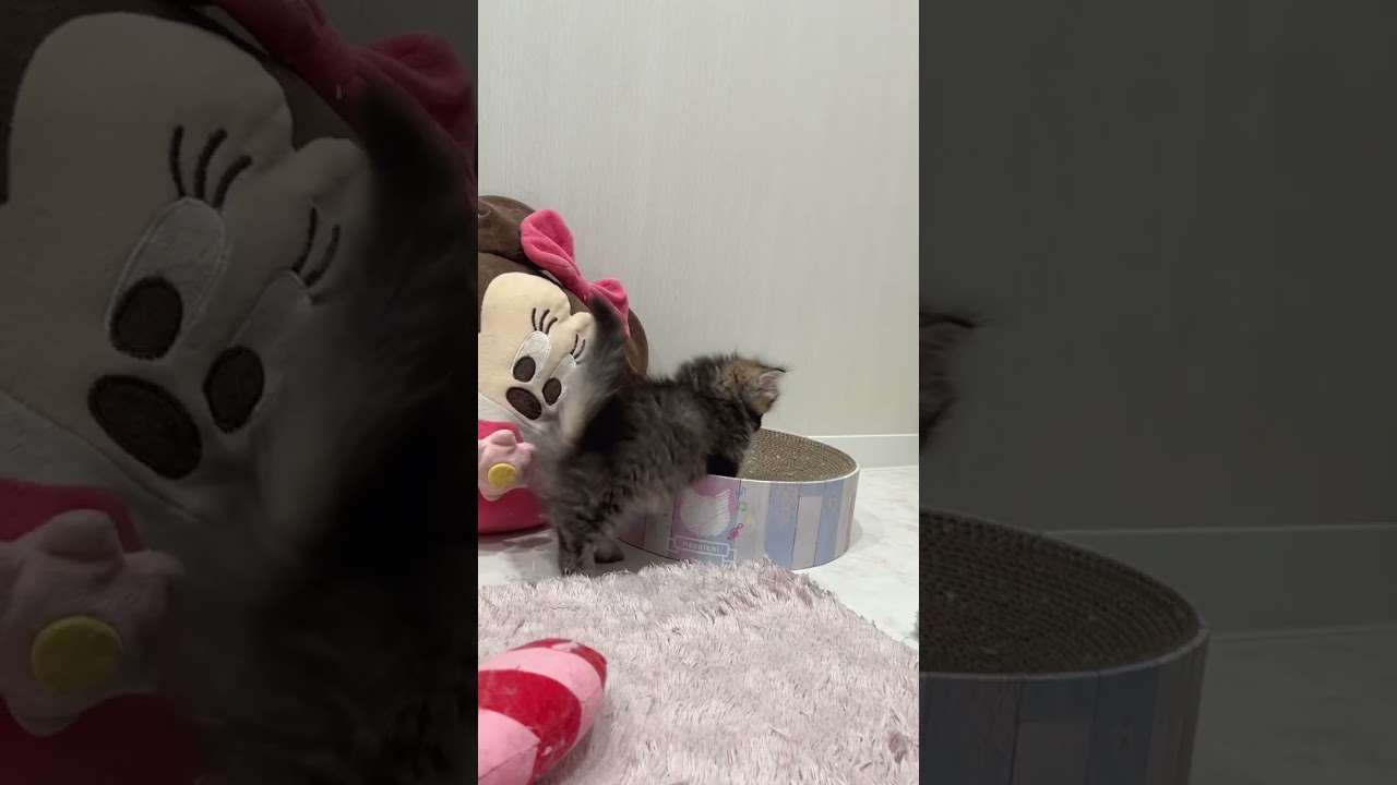 【キンカロー子猫】たぬき度高め♡極短足男の子