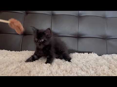 メインクーン ムファサベイビー🦁