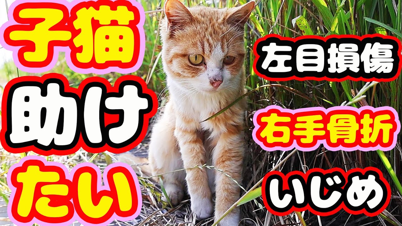 【野良猫子猫】やっと逢えた 助けたいガリガリ子猫 右足骨折 左目損傷