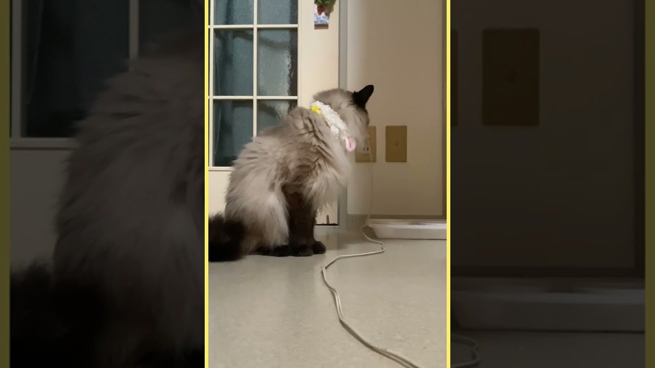 ヒマラヤンの鳴き声はこちらです　#マロンの日常　#猫鳴き声　マロンの鳴き声　#shorts