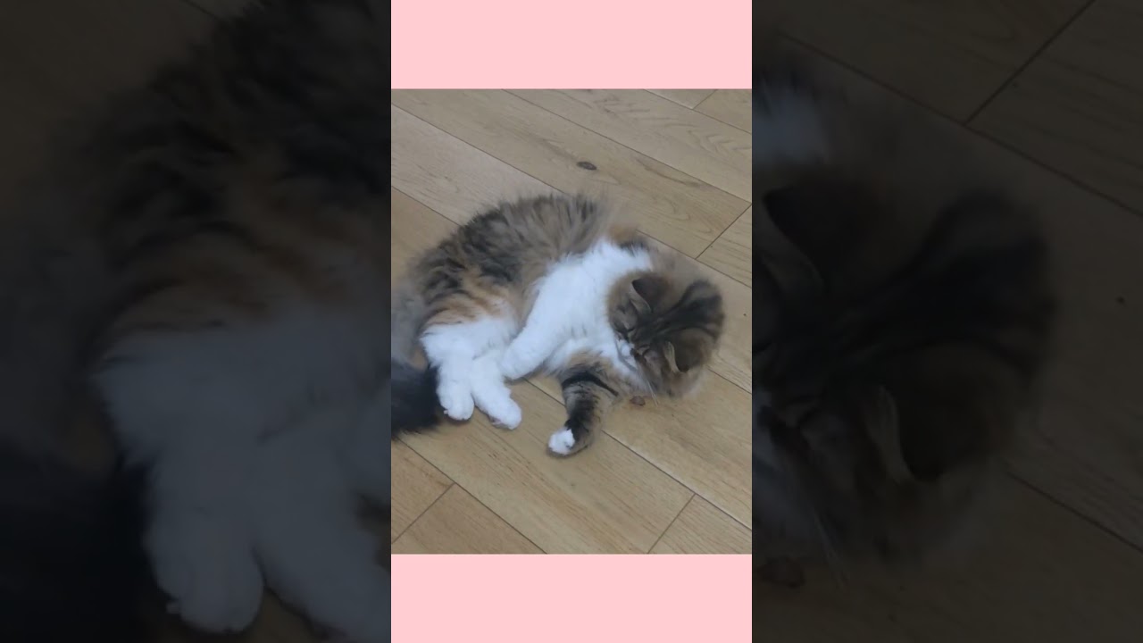 しっぽを追いかけるスコティッシュフォールド