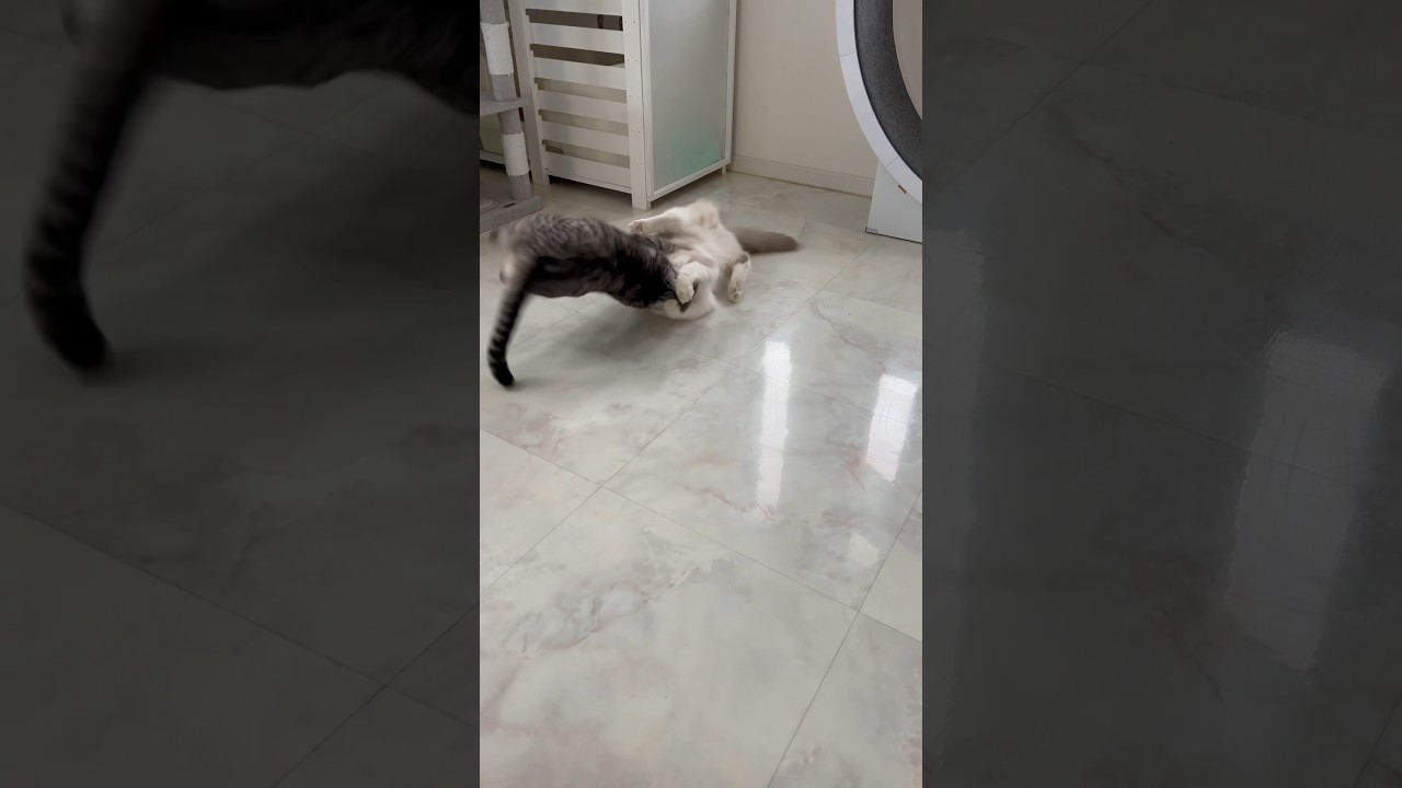 猫の喧嘩？しつけ？#shorts#ラグドール#保護猫#Ragdoll