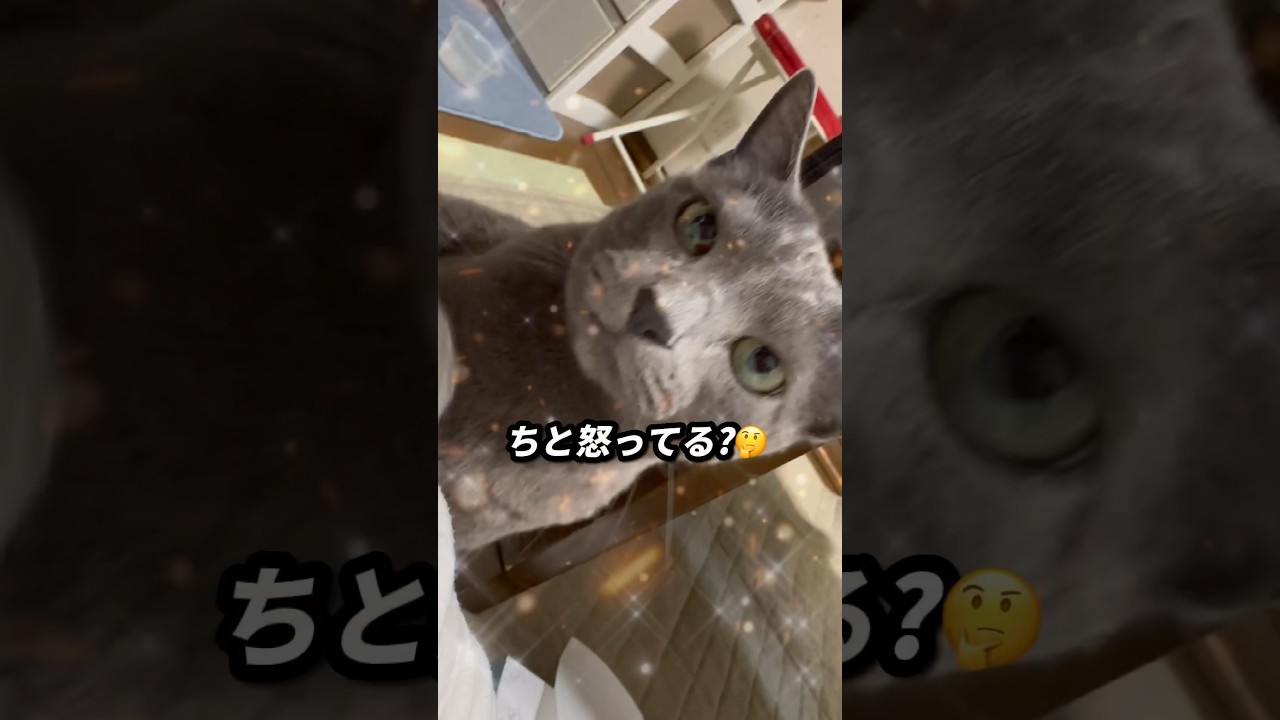 【ロシアンブルー】めろん、ほんま食いしん坊🤭元気です😊【猫】#shorts
