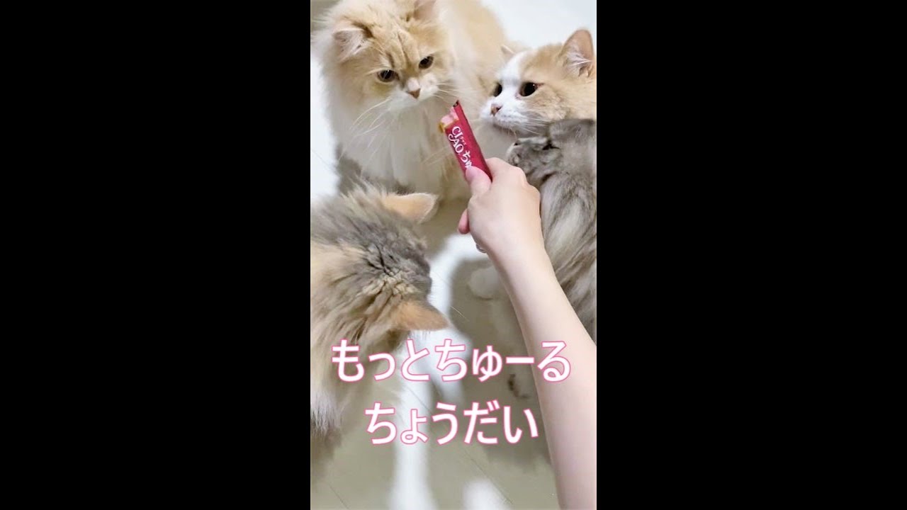 #Shorts【サイベリアン猫親子】ちゅーるを順番待ちする姿がかわいい