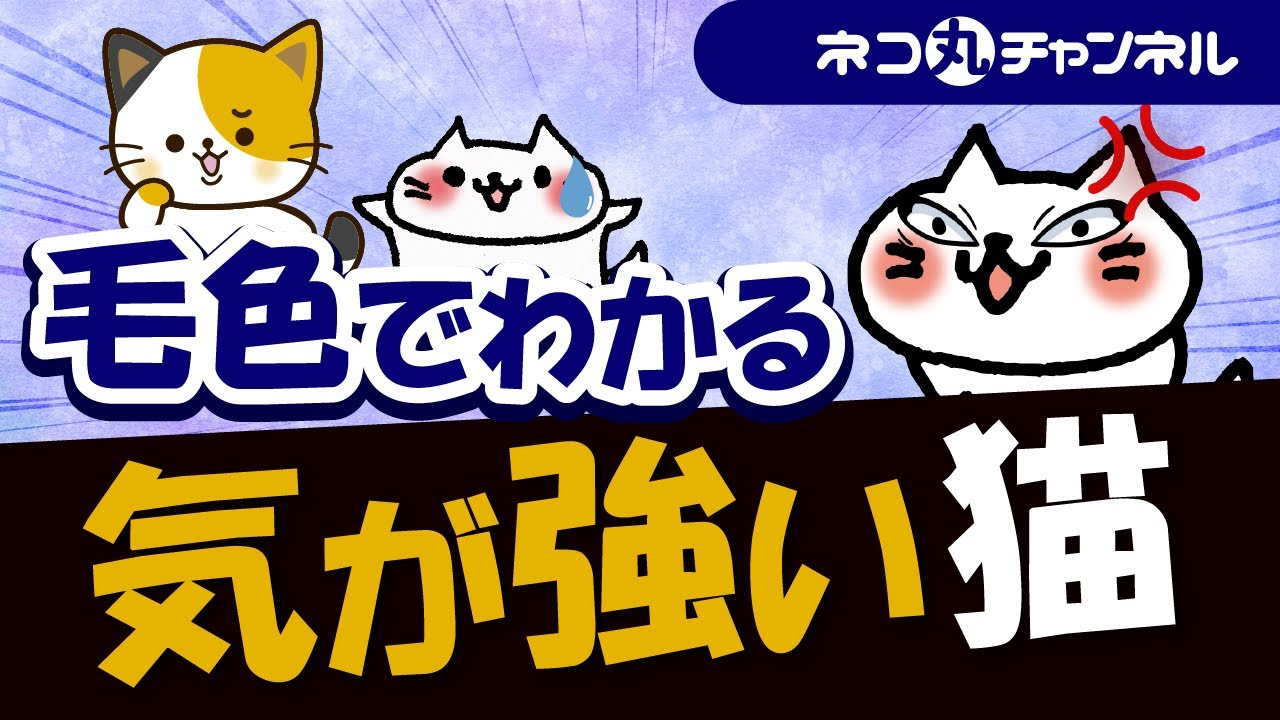 気が強い・警戒心・神経質な猫はどんな毛色の子が多いのか解説