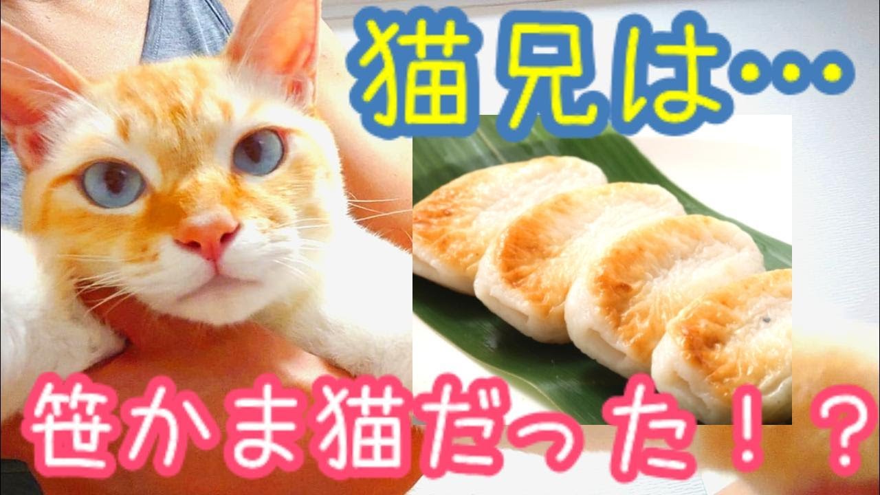 【猫種】シャム猫、シャムミックス…ん？笹かま猫？＜保護猫の里親＞