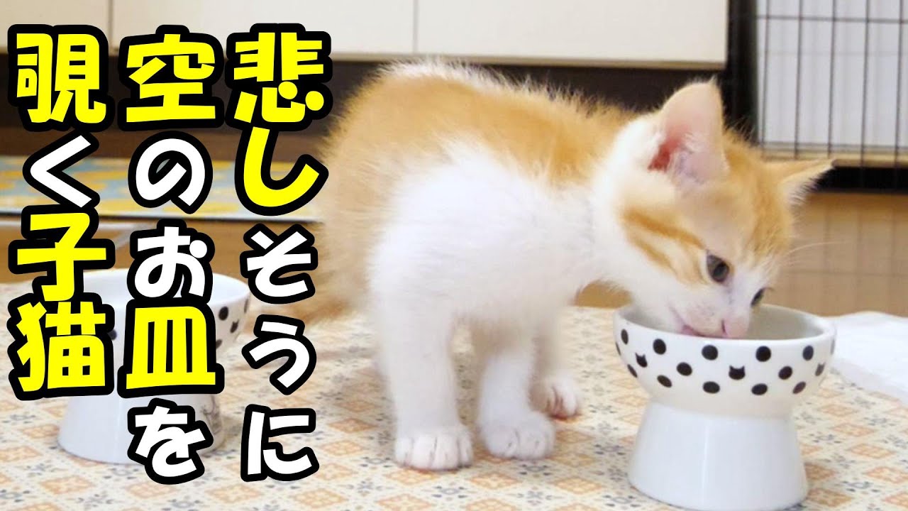 ふたりボッチの子猫が悲しそうな顔でからのお皿をのぞき込む。【赤ちゃん猫　保護猫】