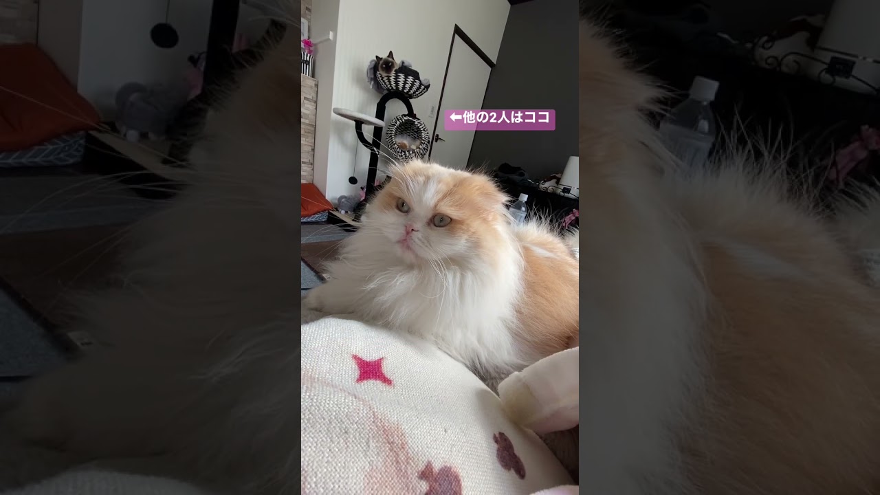 【看病する猫】 #ねこ #猫 #ペット #cat #shorts #スコティッシュフォールド #癒し #マンチカン #短足猫 #シールポイント #ワクチン