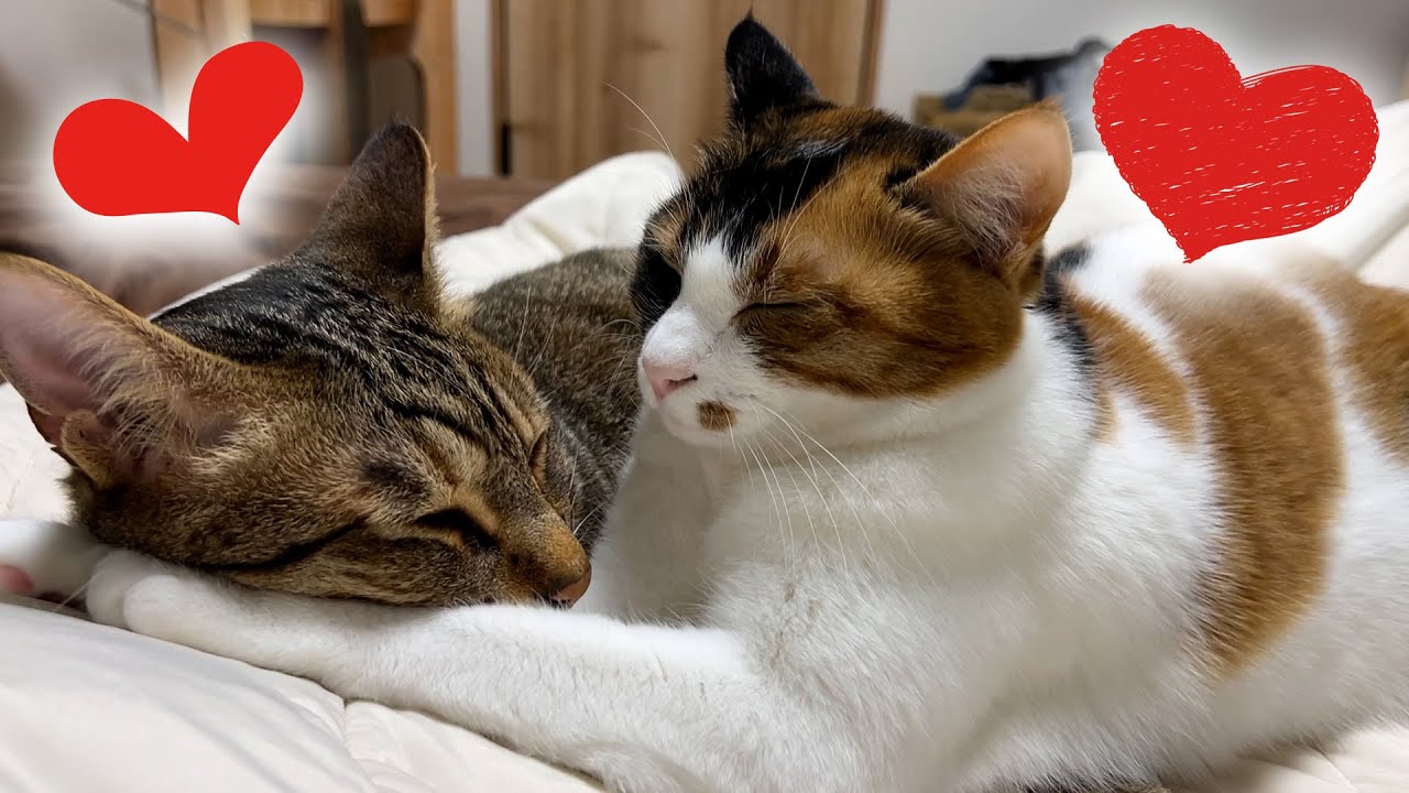 わざわざお兄やんの上に乗っかって寝るねこが可愛すぎた。