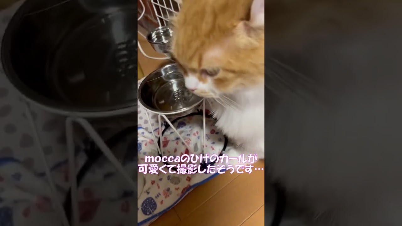 水くらいゆっくり飲ませてくれよ(笑) #shorts  #猫 #アメリカンカール #cat