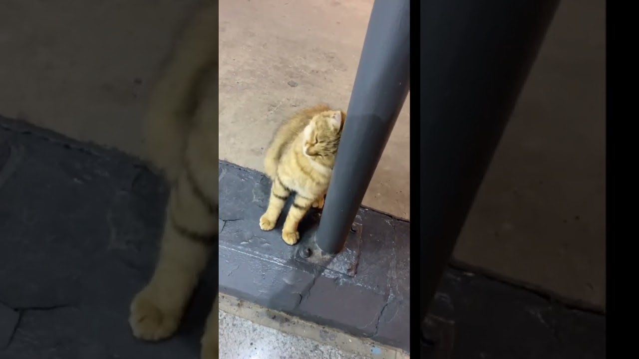 Cute fat Manx cat, ignoring me #cat #manxcat #animal