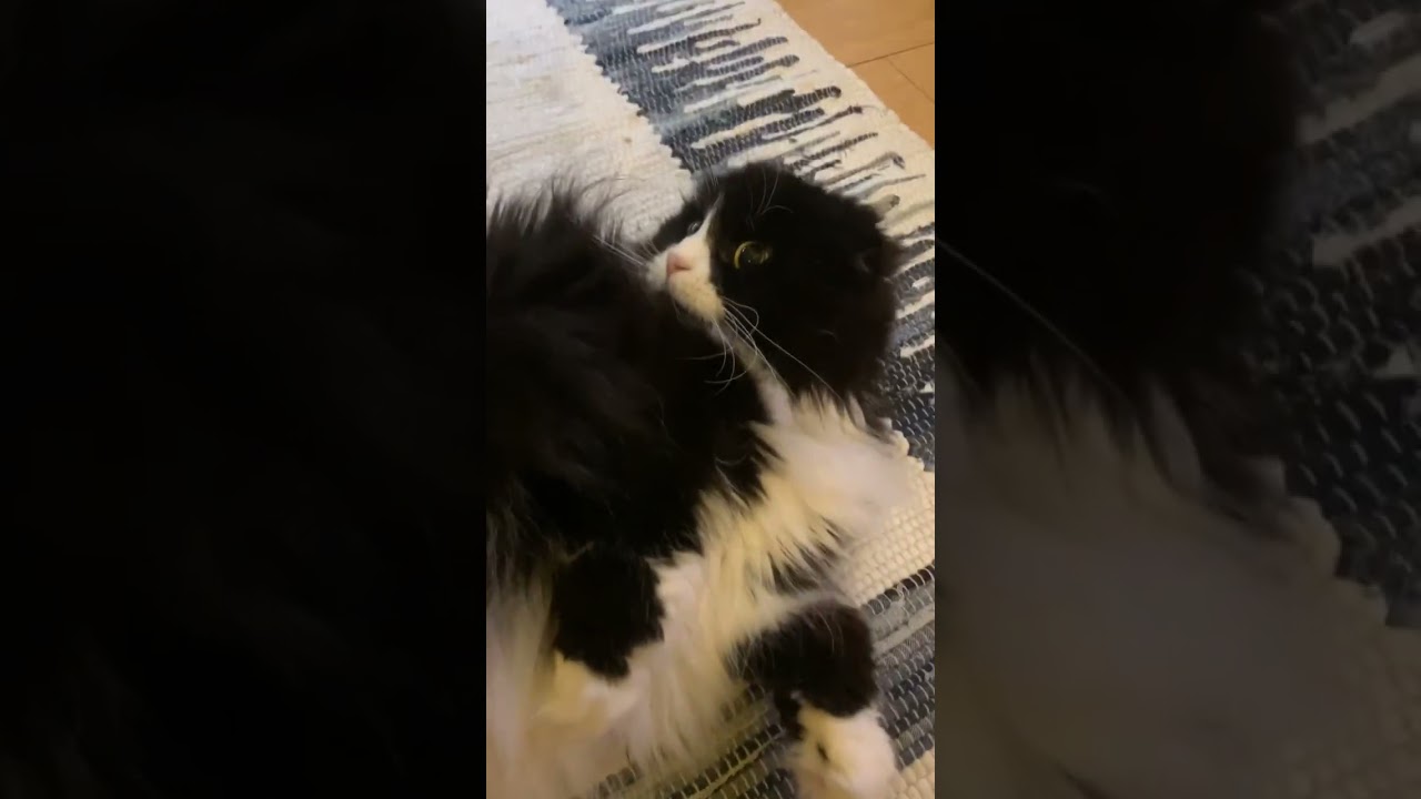 リラックスしすぎなスコティッシュフォールド #黒猫系 #長毛猫 #ハチワレ猫 #猫動画 #猫癒し動画 #かわいい猫 @minamin.ch.2022