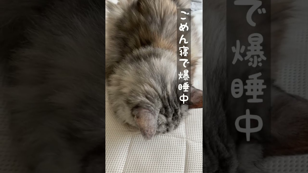 ごめん寝メインクーンのもふもふのお尻が、あの魚にそっくり?! : メインクーンなつめさん