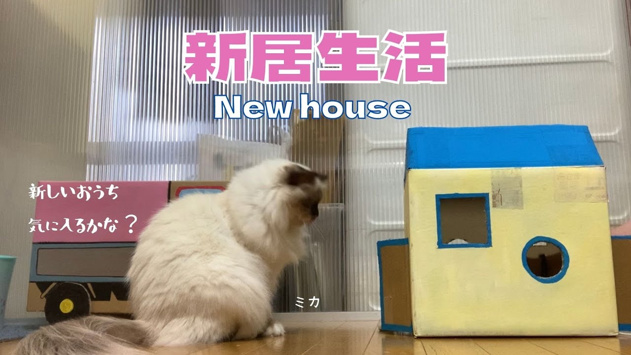 手作りダンボールのおうち【新居生活】New  house（バーマン猫）Birman/Cat