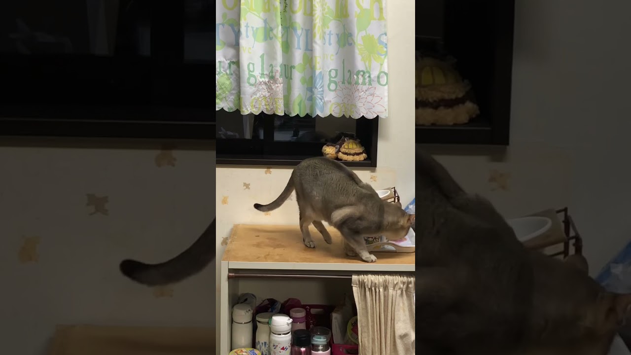 ご飯中に娘が帰ってきて　　　　　　　#猫  #シンガプーラ  #ご飯  #撫でる #cats