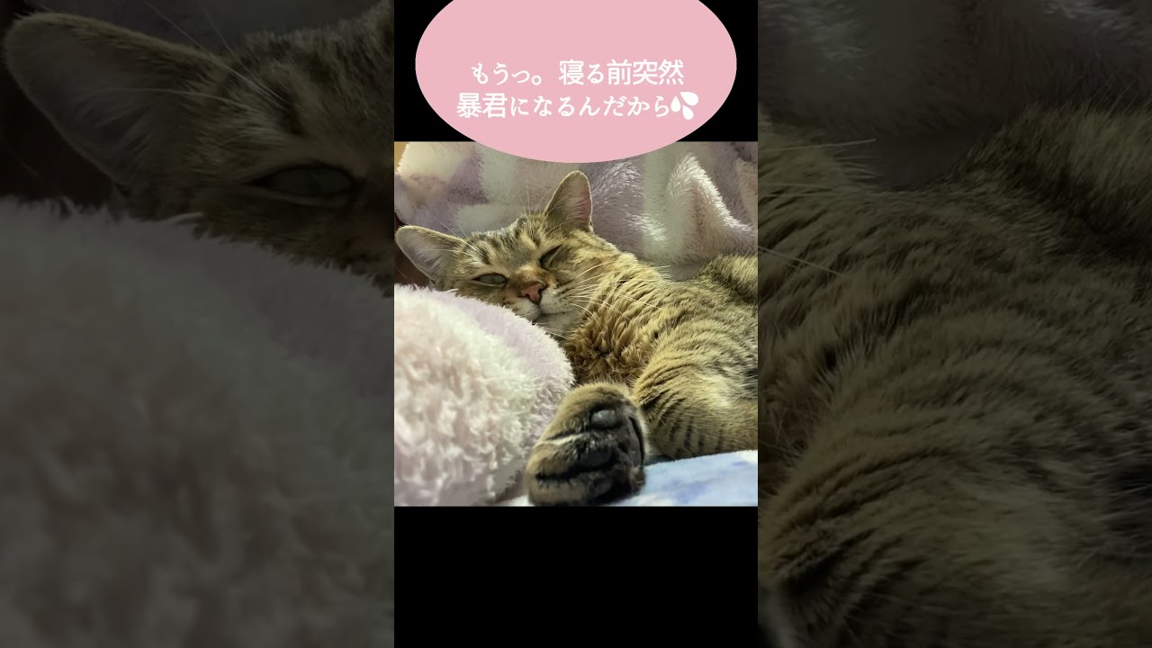家猫歴1ヶ月…寝る時間を覚えた元野良猫はこうなる #shorts