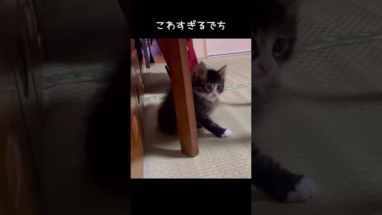 先住猫さんがこわくて、動けなくなる子猫