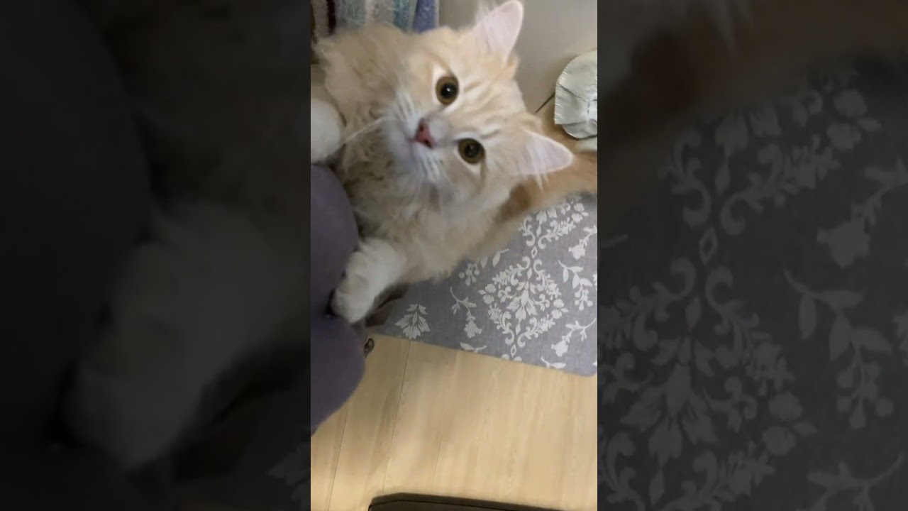 サイベリアンのひたすら可愛い上目使い集♡