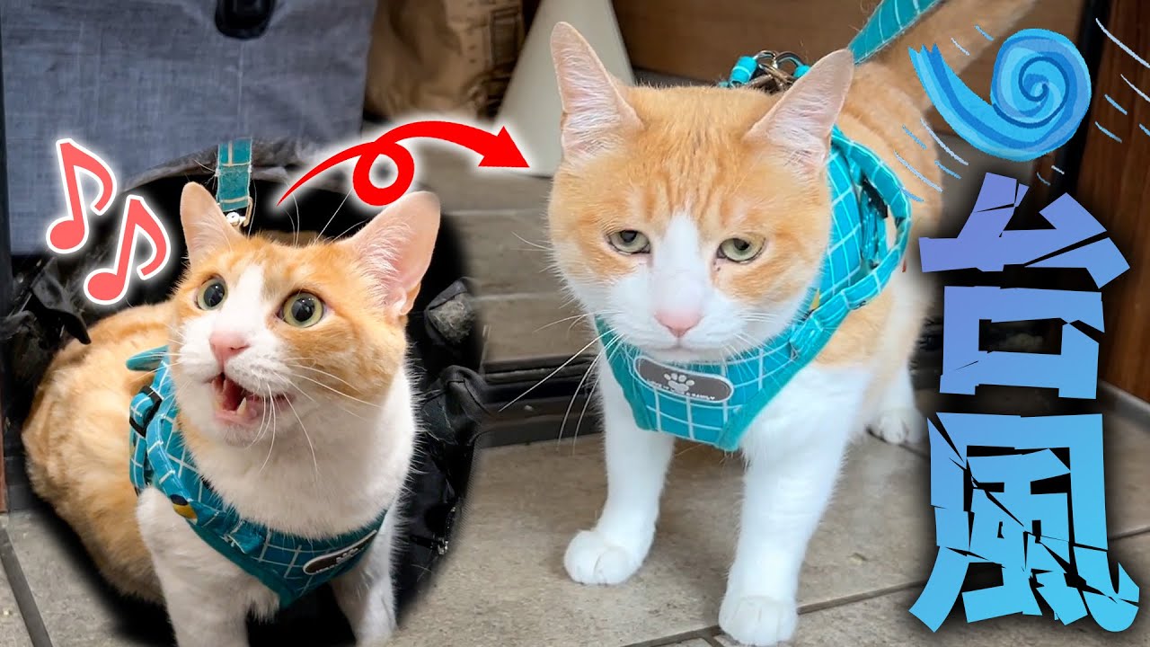 台風と知らず大喜びで外へ散歩しに行こうとした猫の顔が…。今まで見たことないくらい落ち込んでしまうwwww