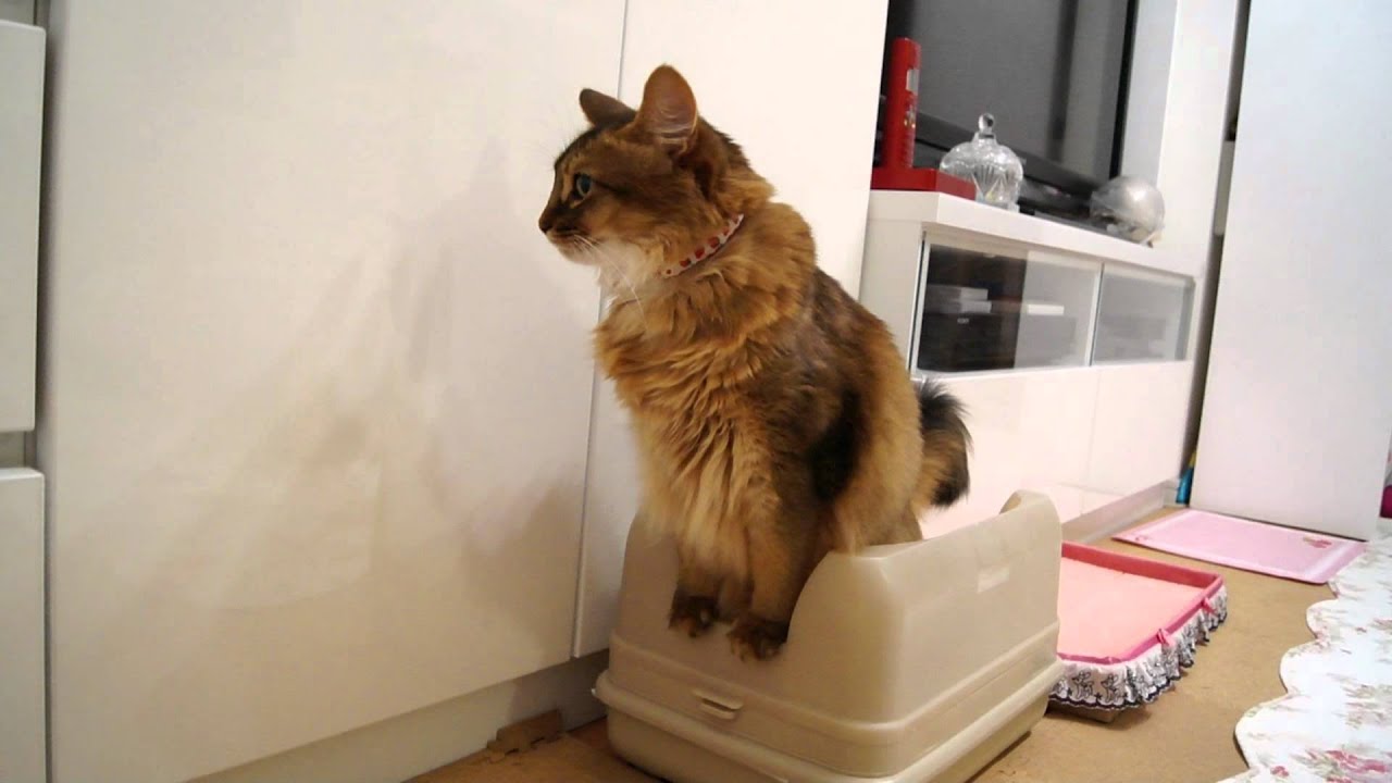 キャットワレのトイレでおちっこする猫＠ソマリ