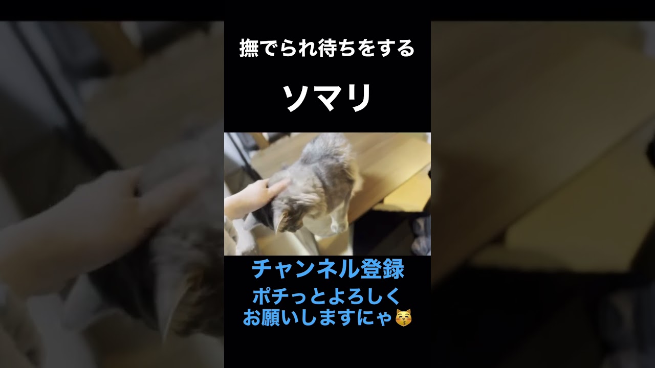 【ソマリ】撫でられ待ちをするソマリはこんな感じです　　#shorts