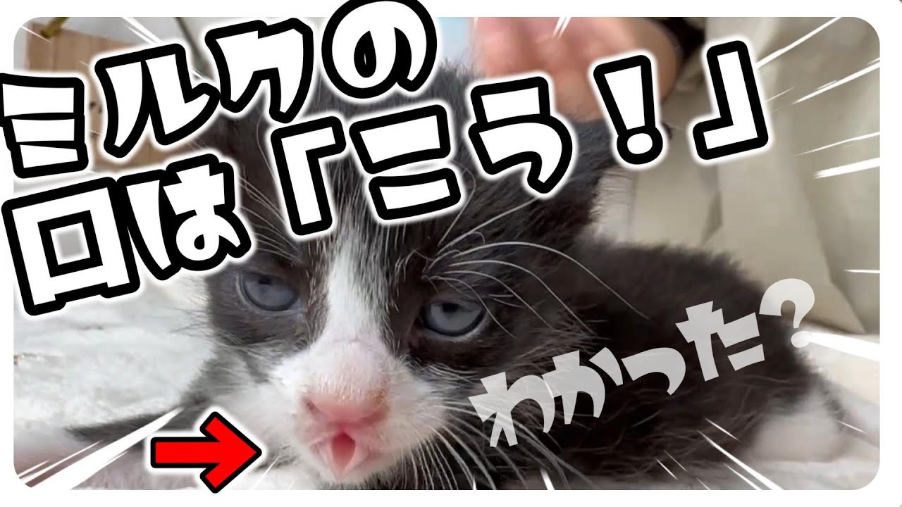 【6子猫ミルボラ】いろいろなアングルでのミルクのみ★子猫は寝る前こんなにかわいいんです！【保護猫生活11日目】
