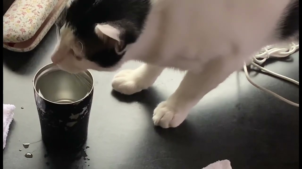 机の上にあったババちゃんのコップのお水「見つからないように飲んでいるにゃ」