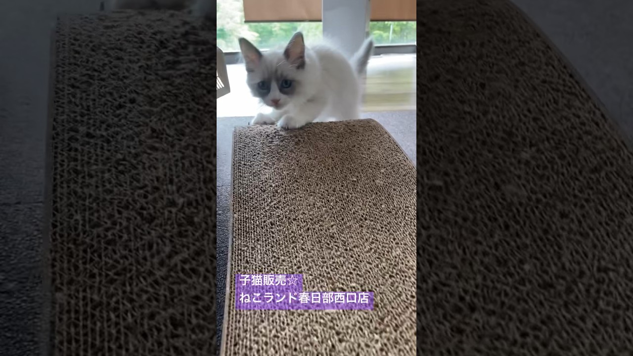 【ラグドール男の子】 #ねこ #子猫 #ラグドール #猫動画 #ねこのいる生活 #猫好きさんと繋がりたい