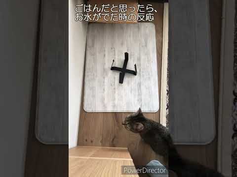 ごはんの器にお水をいれて持ってきた結果、猫の反応は…？【エジプシャンマウ】#Shorts