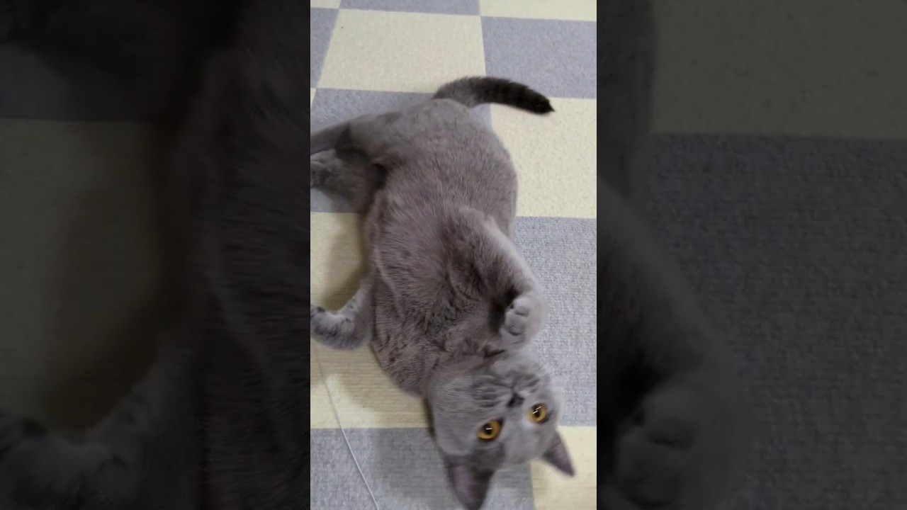 扉が閉まってて獲物を持ち帰る猫のシャルトリュー