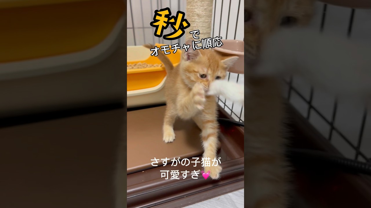 保護した子猫が、初めてのオモチャに秒で順応！やっぱ可愛い子猫 / Cute kitten playing with her first toy #shorts