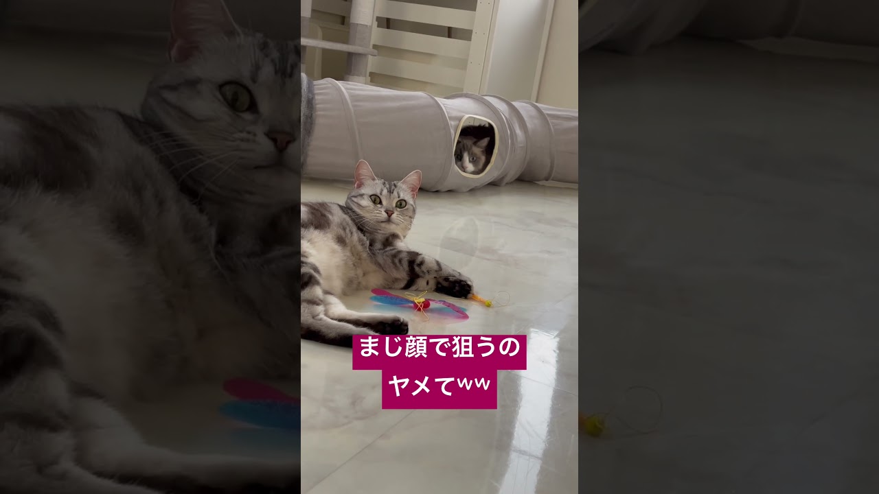 マジ顔で狙いを定めるラグドールと狙われるアメショ🐈 #cat #猫 #ラグドール #ragdoll #アメリカンショートヘアー #americanshorthair #アメショ #shorts