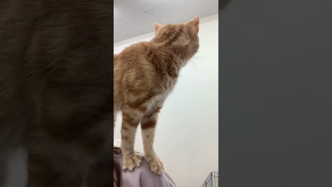 肩乗り #アメリカンショートヘア #アメショ #まる #猫 #猫好きさんと繋がりたい #ねこかわいい #ねこ動画 #猫のいる暮らし #猫好き #癒され猫動画 #ペットモデル大募集 #shorts