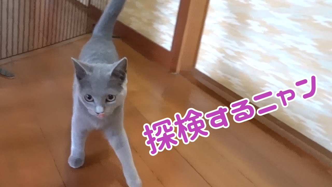 日常に戻ったシャルトリューの子猫が１階に再探検しました           【シャルトリュー】