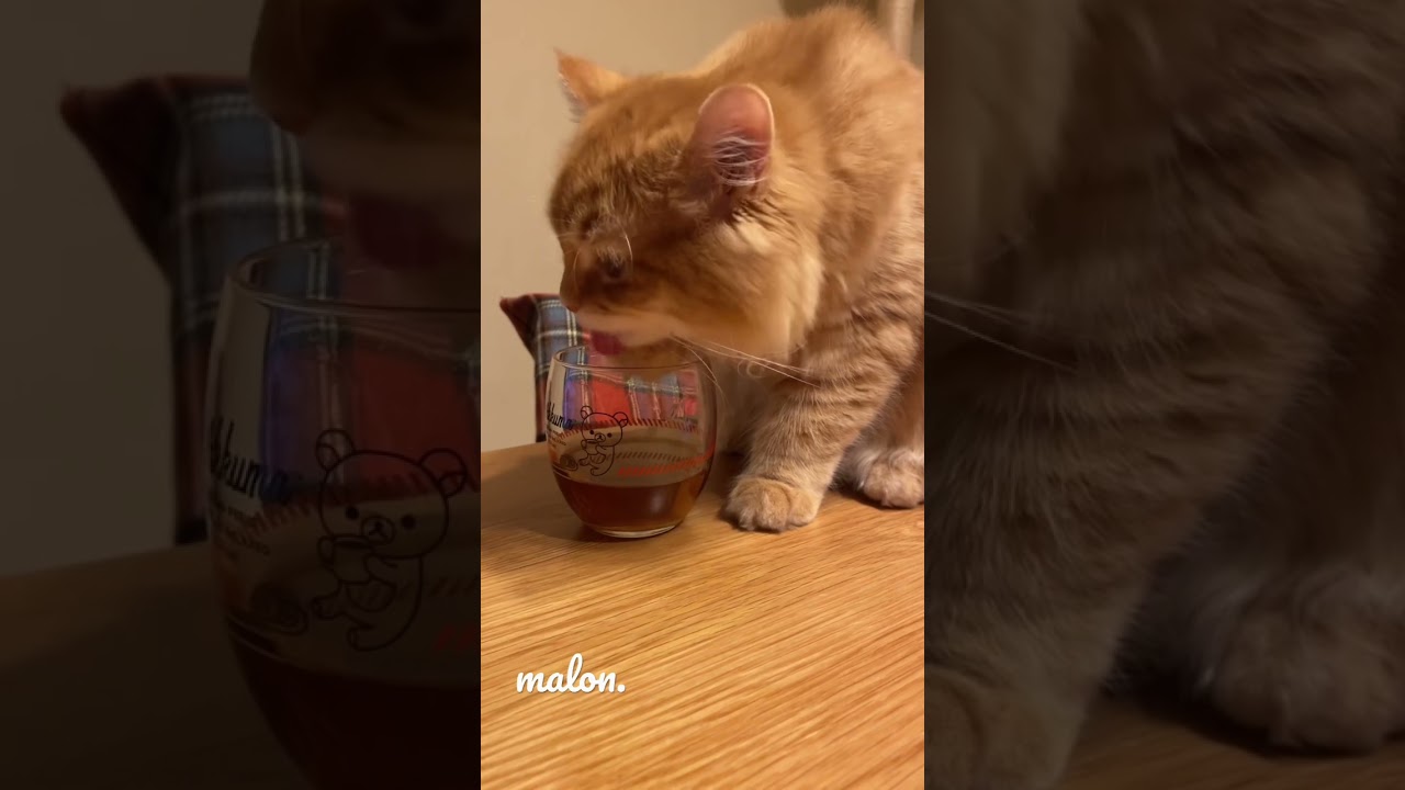 麦茶飲んじゃった#shorts #サイベリアン #ラガマフィン