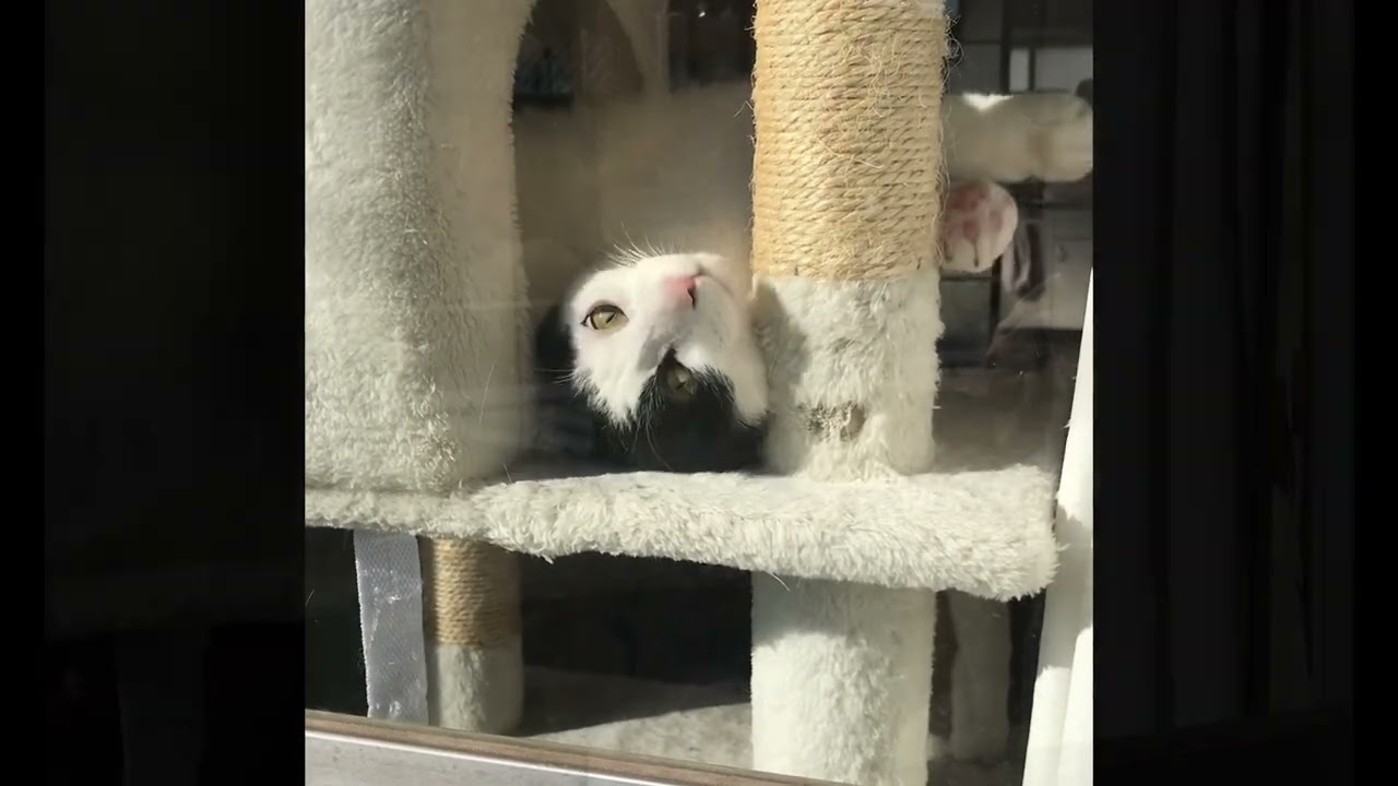 「ぼくのぐるっとまわる挨拶にみんなメロメロにゃ」